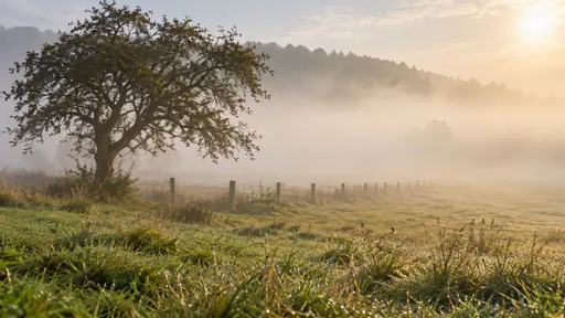 A rolling meadow with a hawthorn tree on the left and a wooden post fence fading into thick pale morning fog with the tree line almost gone and dew on the nearby grass.