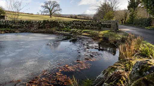 The ice on a small pond has receded from the bank leaving a rim of open dark water with last autumn's brown leaves trapped along the ice edge and a thin skin of clear ice over the middle in pale midday light.