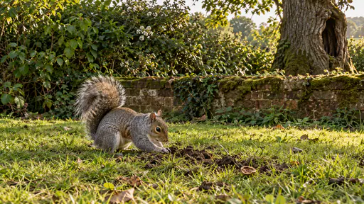 A grey squirrel with an arched tail crouches on a lawn at the foot of a low mossy wall with its paws in freshly disturbed soil and a walnut shell fragment beside the hole in warm late afternoon light.