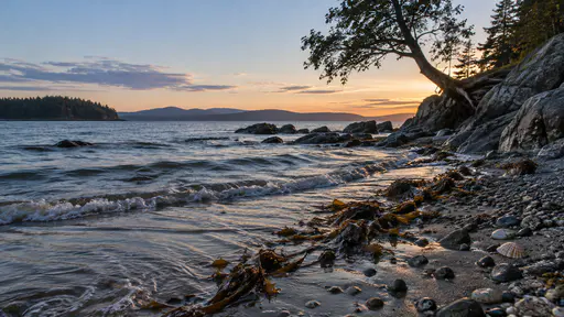 Returning water flows up the same sand channels at blue dusk refloating a strand of wrack at the shore edge with the shingle darkening as it wets and the pale-barked tree in dark silhouette against a pale blue sky.