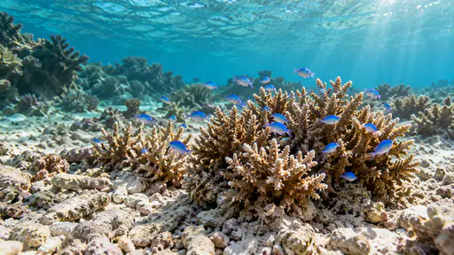 A cluster of tiny bright blue damselfish juveniles hovers just above small branching coral heads on a pale coral rubble flat in warm clear turquoise water with sunlight dappling the seabed.