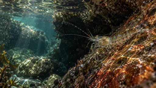 A translucent shrimp rests on an exposed rock in a shaded tidal pool with rippling caustic light across its back and a dark crevice behind.