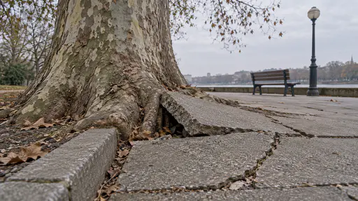 The roots of a large plane tree have lifted and cracked the paving slabs of a pavement path beside it with one slab tilted up on its edge and a narrow gap between the trunk and the kerb with a bench and lamp post beyond in soft overcast light.