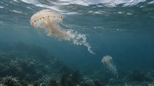Two jellyfish hold different depths in the same frame of clear open water, one near the surface and one deeper and smaller below it.