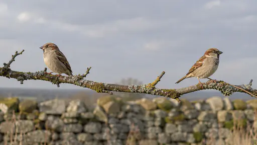 Two small brown sparrows sit settled on a bare lichen-covered branch facing opposite directions with sleek feathers and a clear gap of empty branch between them in steady grey light.