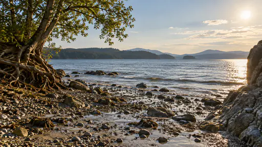 Wet dark stones uncovered by the dropping water gleam in strong backlight beside other stones still half under shallow water with a rock outcrop on the right and a leaning pale-barked tree on the left.