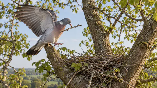 A wood pigeon lands in a high tree fork with its wings half open carrying one stout twig in its bill toward a loose flat platform of crossed sticks against a pale sky in clear morning light.
