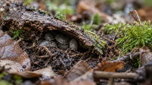 A small cluster of grey woodlice sits in the dark beneath a damp bark flake lifted from the leaf litter with moist brown soil, fine roots and moss around in soft overcast light.