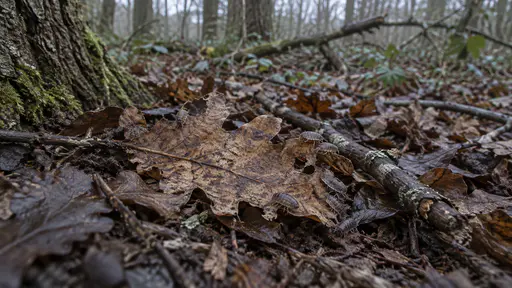 A browning oak leaf with ragged edges lies on a damp woodland floor with a small group of grey woodlice grazing along its edge in cool dawn light.