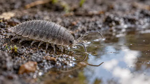 A grey woodlouse pauses at the edge of a small clear rainwater puddle on a dark soil path with its segmented armoured body in side view and its antennae lifted toward the water, a reflection of sky in the puddle and shallow focus in soft daylight.
