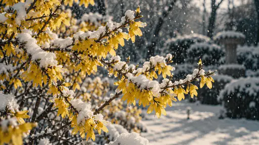 A wide photograph of forsythia branches in yellow bloom with fresh snow on the twigs and snowflakes falling through the air against a blurred snowy garden.