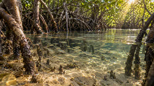 A school of small translucent young fish glides between the tall tangle of mangrove prop roots rising from sandy mud in shallow tidal water under shafts of green-gold light falling through the leaves.