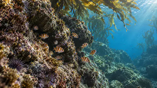 A group of small orange and white banded young fish hover close to the dark crevices of a boulder-strewn rocky reef ledge with some tucked inside the cracks and kelp fronds swaying above in cool blue water.