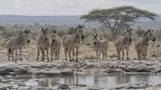A group of seven zebra waits back from the rim of a shallow waterhole standing alert with heads up and ears forward in midday heat haze with an acacia silhouette behind.
